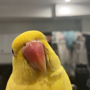 Meet your Posher, Fatima